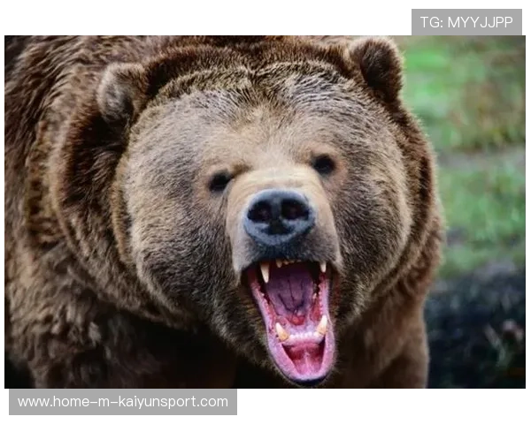 黑熊袭击事件频发，生态失衡惹关注，黑熊灾害